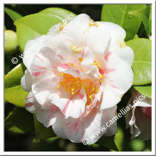 Camellia Japonica 'Sweetii Vera'