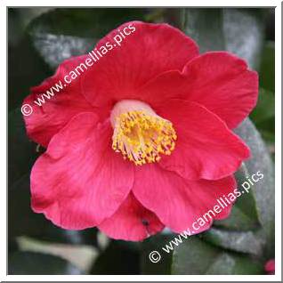 Camellia Japonica 'Sylvia'