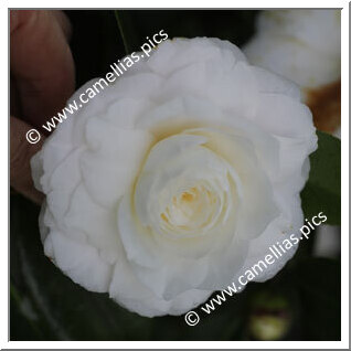 Camellia Japonica 'Sylvia Sass'