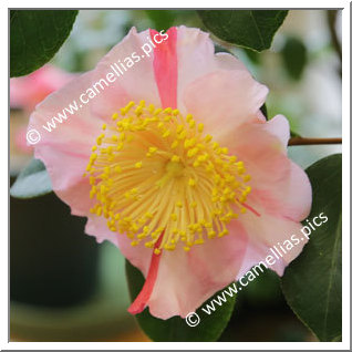 Camellia Higo Camellias 'Tabaruzaka'