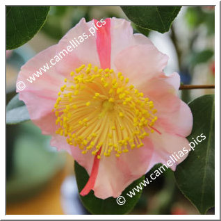 Camellia Camellia Japonica de Higo 'Tabaruzaka'