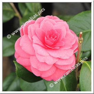 Camellia Japonica 'Tada Meibi'