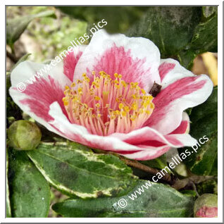 Camellia Japonica 'Tafuku-benten'