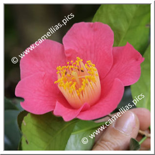 Camellia Japonica 'Tahiti'