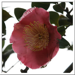 Camellia Camellia Japonica de Higo 'Taiheiraku'
