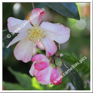 Camellia Sasanqua 'Taishuhai'