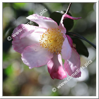 Camellia Sasanqua 'Taishuhai'