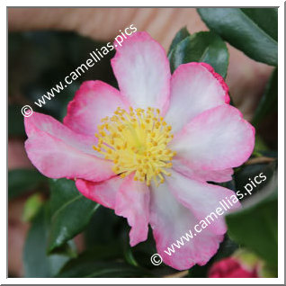 Camellia Sasanqua 'Taishuhai'