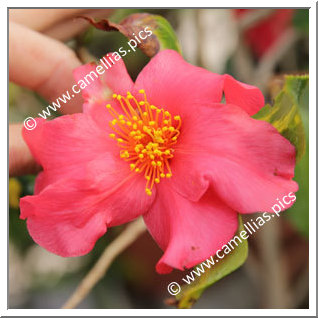 Camellia Japonica 'Taiyô'