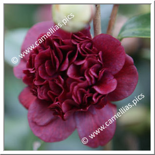 Camellia Japonica 'Takanini'