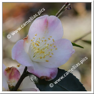 Camellia Hybride 'Takao-no-kaori'
