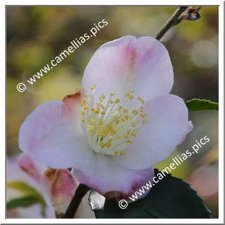 Camellia Hybride 'Takao-no-kaori'