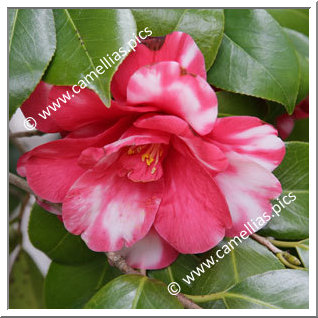 Camellia Japonica 'Takara-awase'