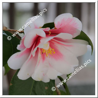 Camellia Japonica 'Takara-awase'