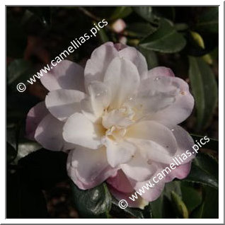 Camellia Sasanqua 'Takarazuka'