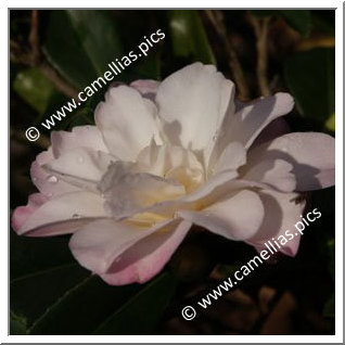 Camellia Sasanqua 'Takarazuka'