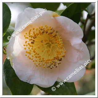 Camellia Higo Camellias 'Takasago'