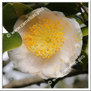 Camellia Higo Camellias 'Takasago'