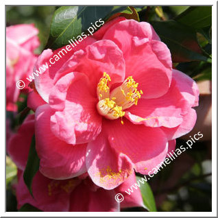 Camellia Japonica 'Takumi'