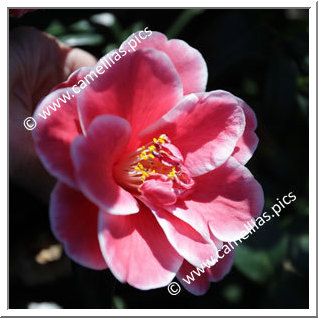 Camellia Japonica 'Tama Americana '