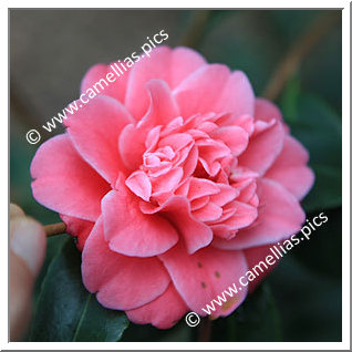 Camellia Japonica 'Tama Bambino'