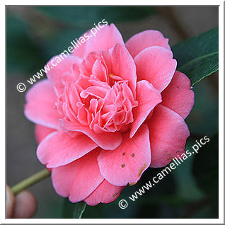 Camellia Japonica 'Tama Bambino'