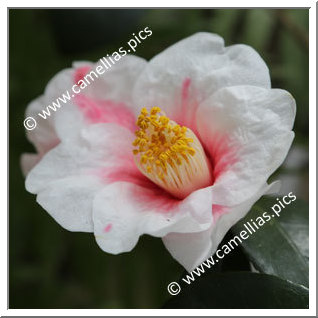 Camellia Japonica 'Tama Bell'