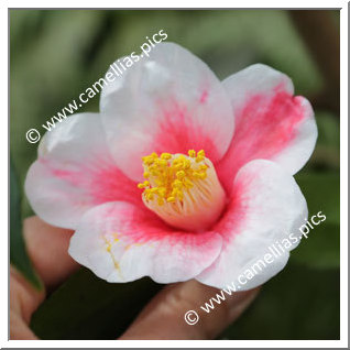 Camellia Japonica 'Tama Bell'
