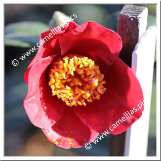 Camellia Japonica 'Tama Electra'