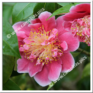 Camellia Japonica 'Tama Glitters'