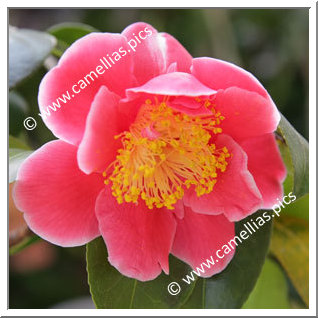 Camellia Japonica 'Tama Glitters'