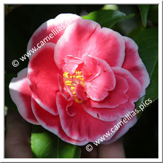 Camellia Japonica 'Tama-Hizen'