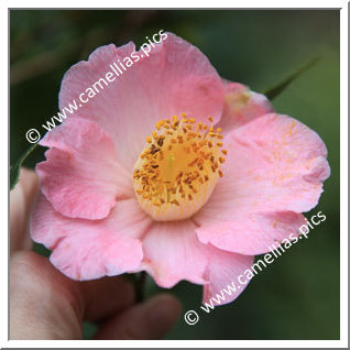 Camellia Japonica 'Tama-ikari'