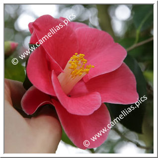 Camellia Japonica 'Tama-no-kanzashi'