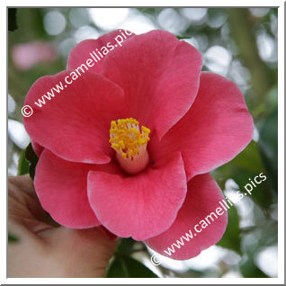 Camellia Japonica 'Tama-no-kanzashi'