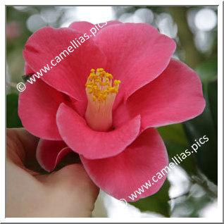 Camellia Japonica 'Tama-no-kanzashi'