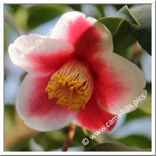 Camellia Japonica 'Tama-no-ura'