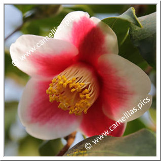 Camellia Japonica 'Tama-no-ura'