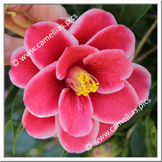 Camellia Japonica 'Tama Peacock '