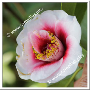 Camellia Japonica 'Tama Vino'