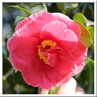 Camellia Japonica 'Tama-no-yae-akebono'
