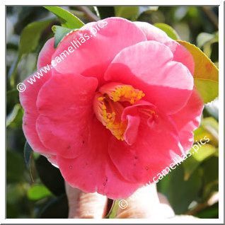 Camellia Japonica 'Tama-no-yae-akebono'