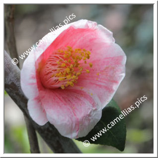 Camellia Japonica 'Tamagasumi'