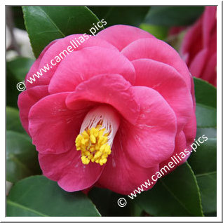 Camellia Japonica 'Tamajishi '