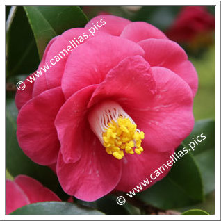Camellia Japonica 'Tamajishi '