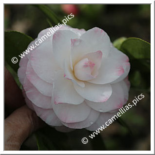 Camellia Japonica 'Tammia'