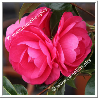 Camellia Hybrid 'Tamzin Coull'