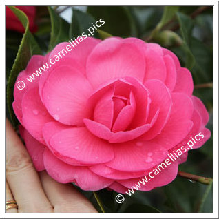 Camellia Hybride 'Tamzin Coull'