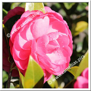 Camellia Hybrid 'Tamzin Coull'