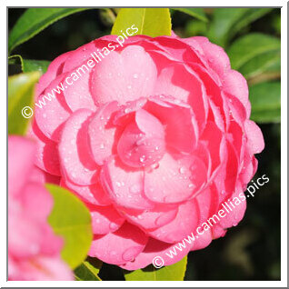 Camellia Hybride 'Tamzin Coull'